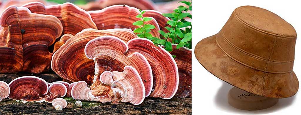 Reishi mushrooms growing on a tree trunk. Right: Hat made from mushroom leather by Reishi