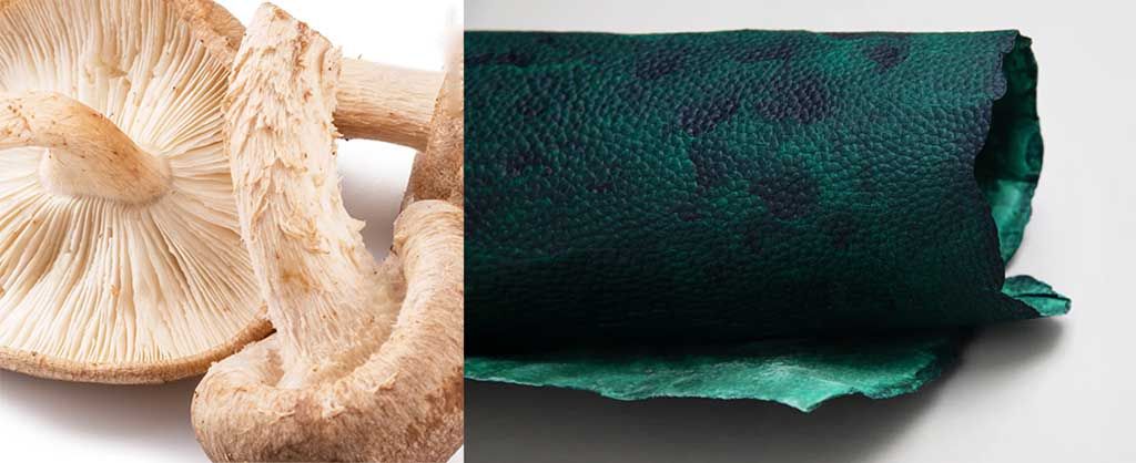 Mycelium is the rootlike structure of fungi like mushrooms. Left, images of mushrooms. Right: green mottled mycelium leather alternative from Forager.